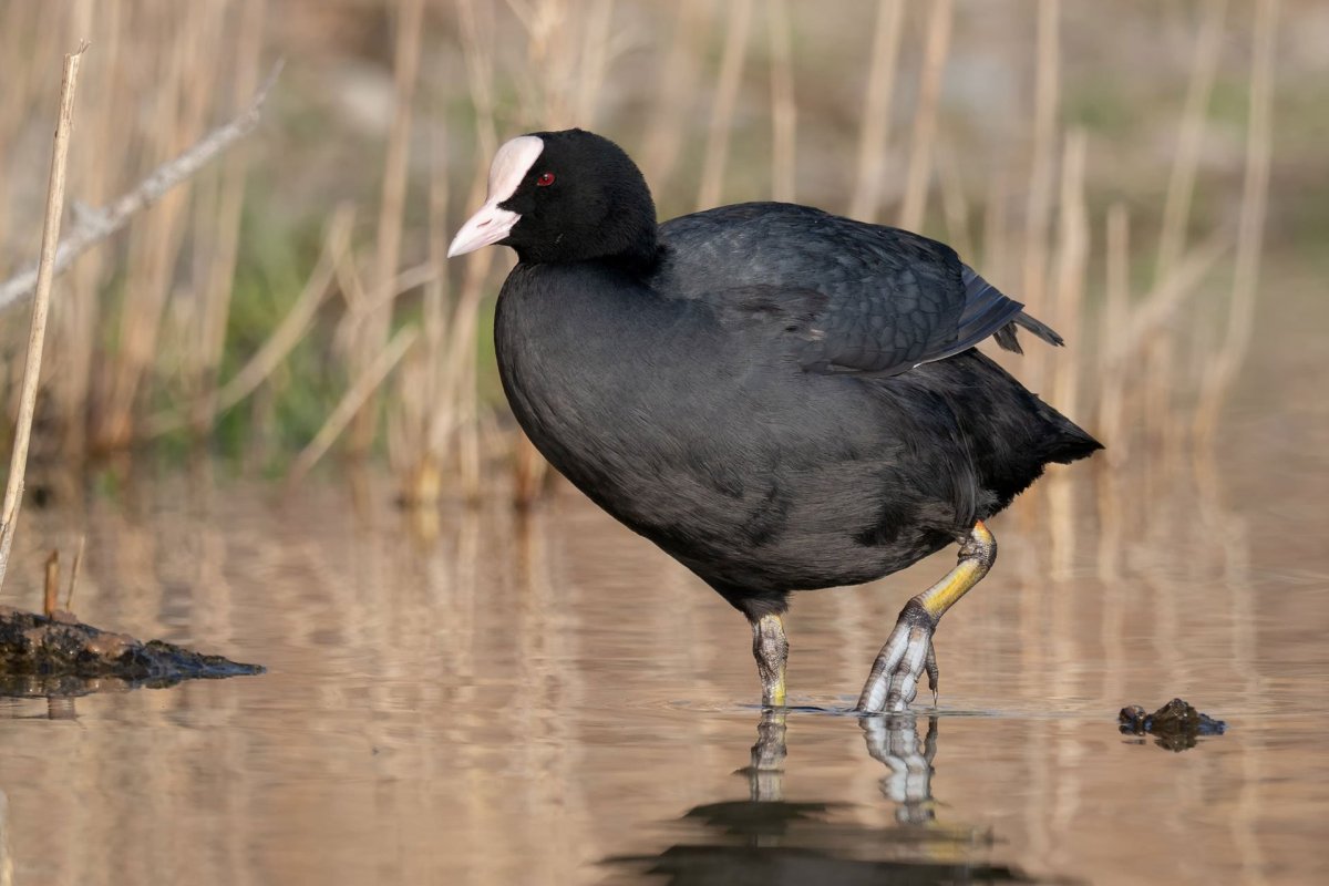 Лысуха (Fulica atra)