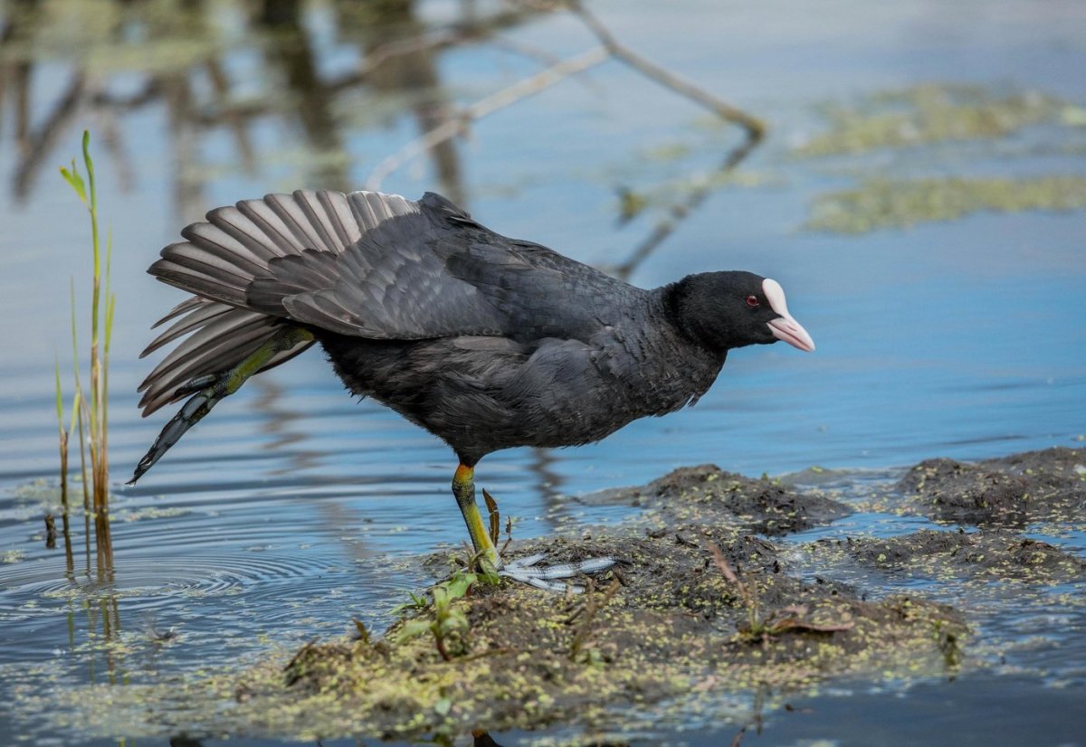 Обыкновенная лысуха