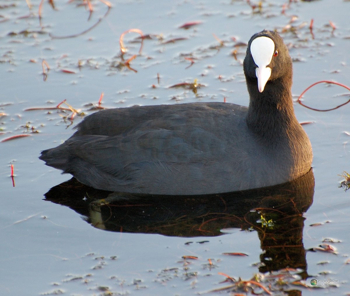 Болотная Курочка лысуха