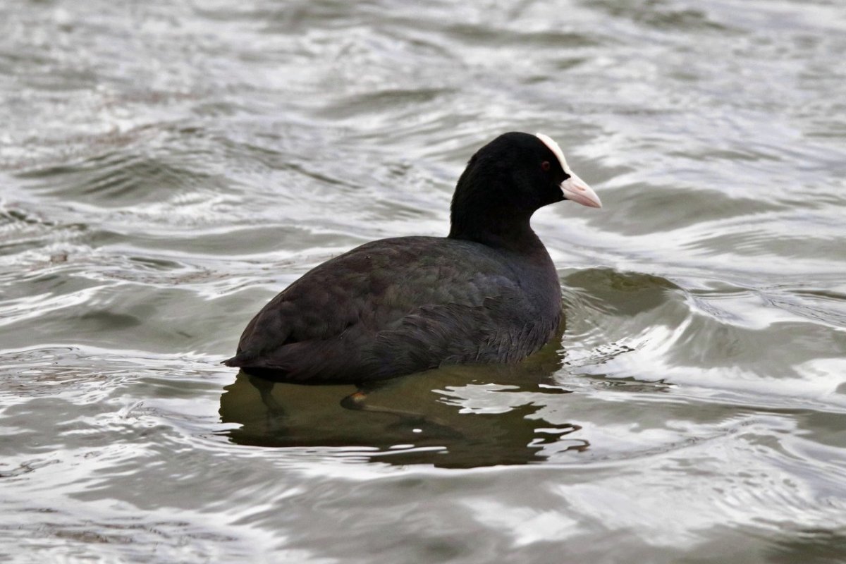 Лысухи водоплавающей птицы