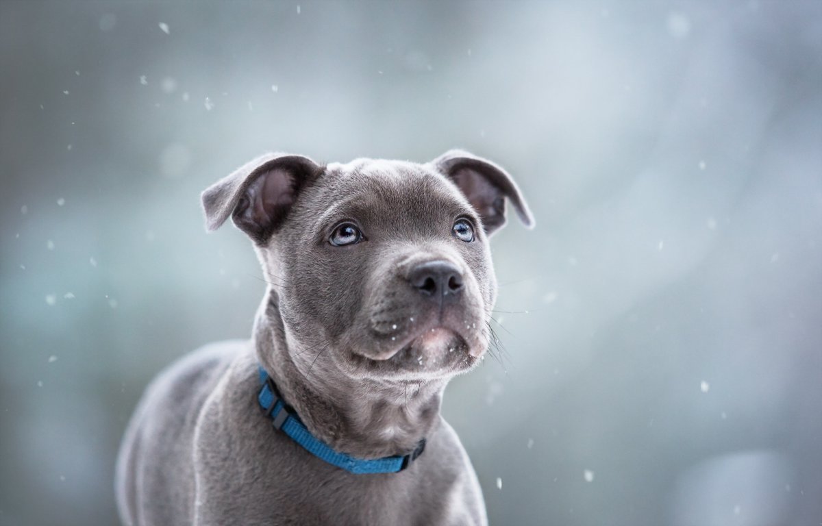 Стаффордширский бультерьер серый