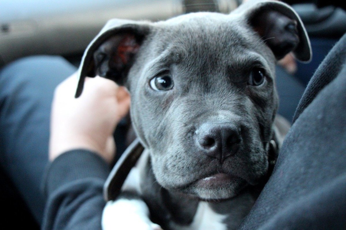 Стаффордширский терьер черный