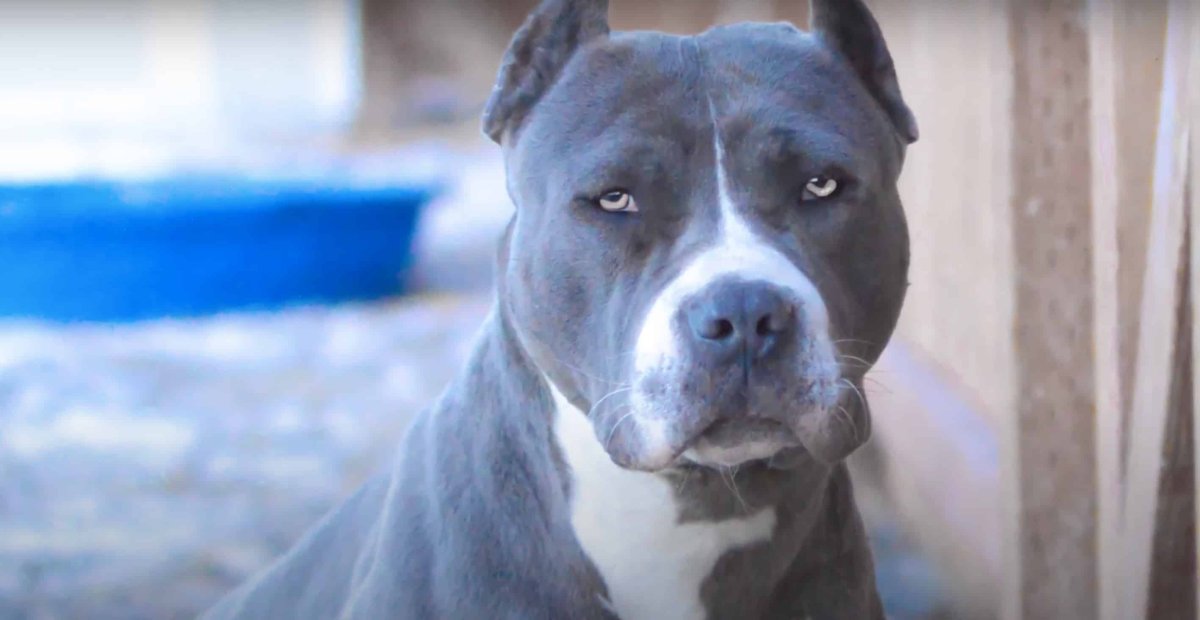 Стаффордширский терьер девочка черная