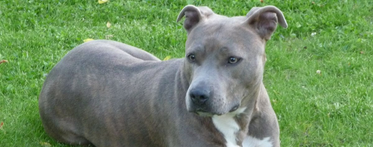 Карликовый питбуль