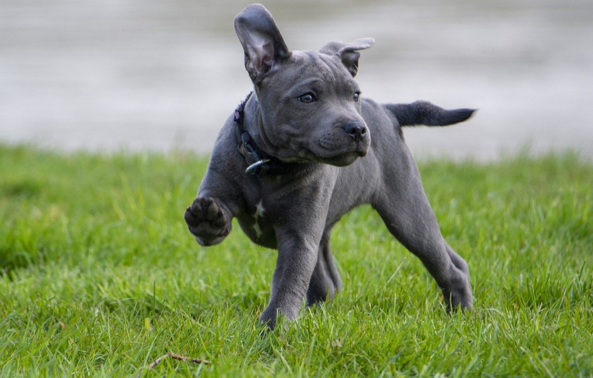 Тайский риджбек голубой