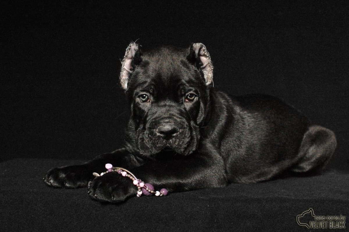 Веймаранер голубого окраса