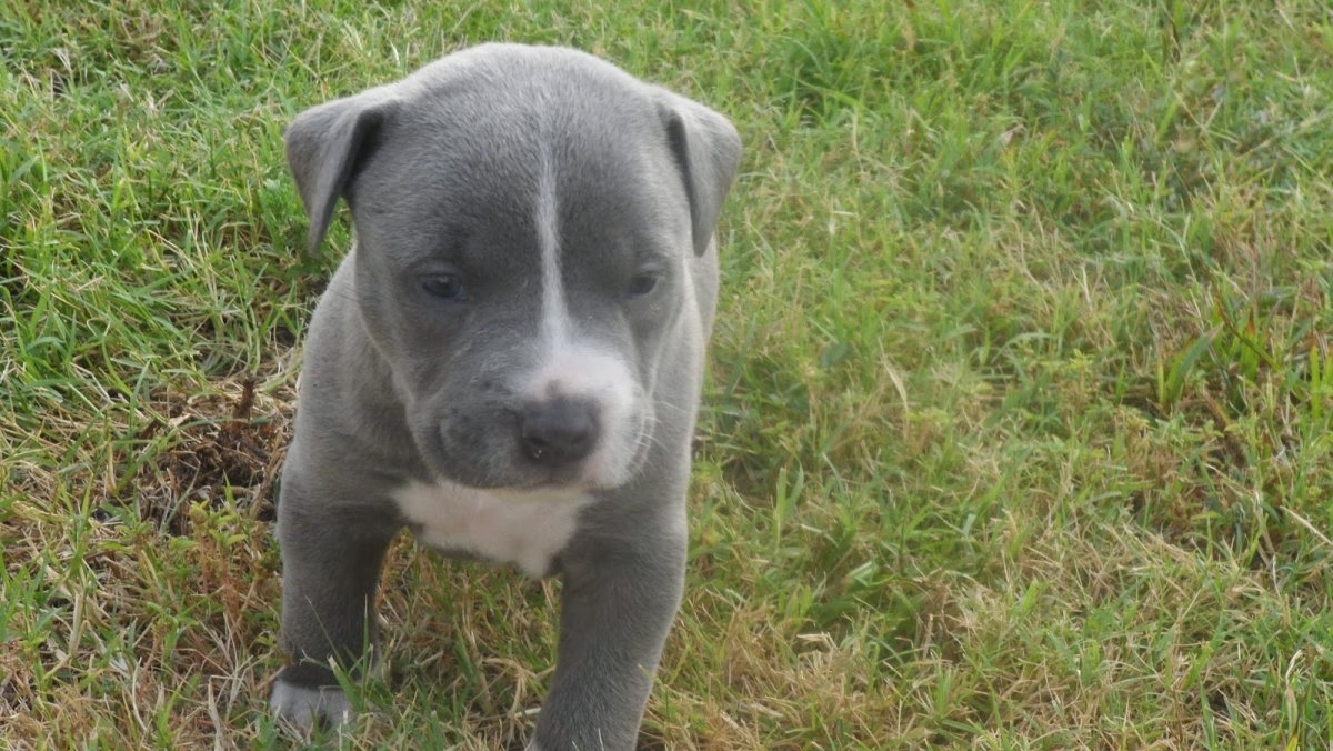 Американский стаффордширский терьер злой