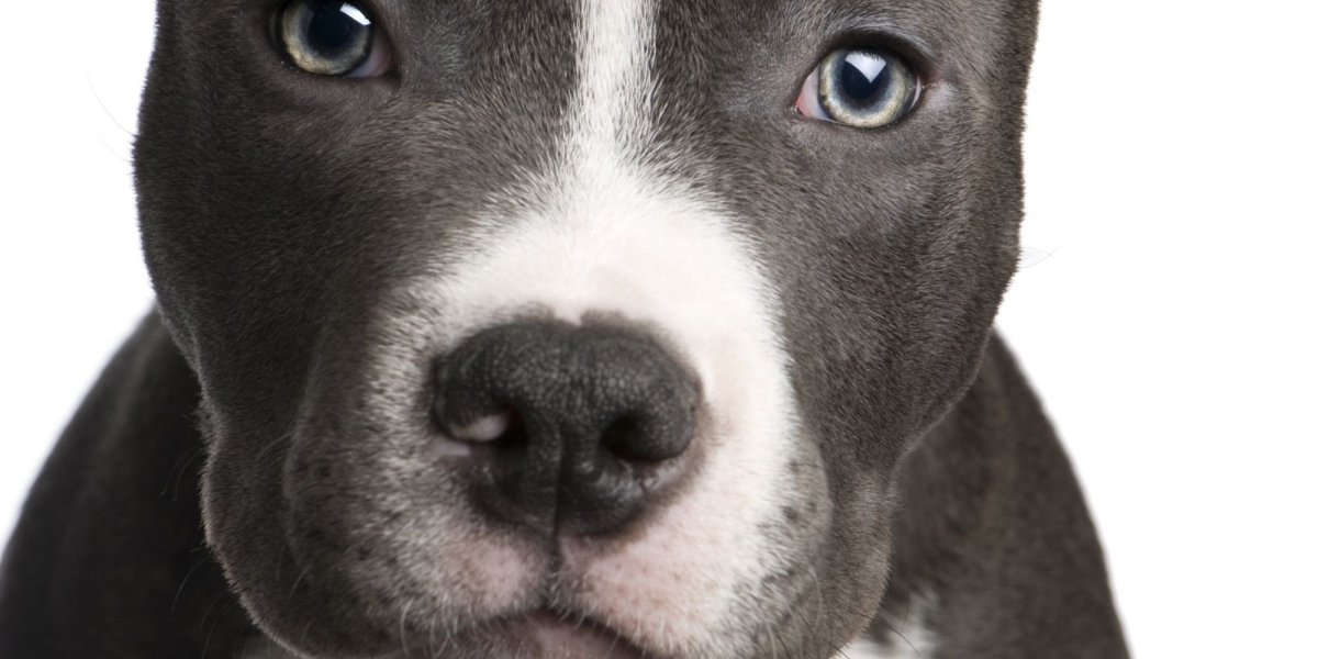 Щенок питбуля грустный