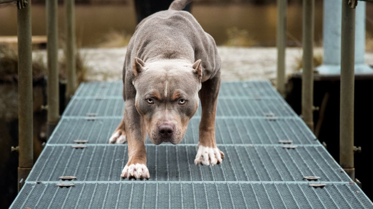 Много питбулей