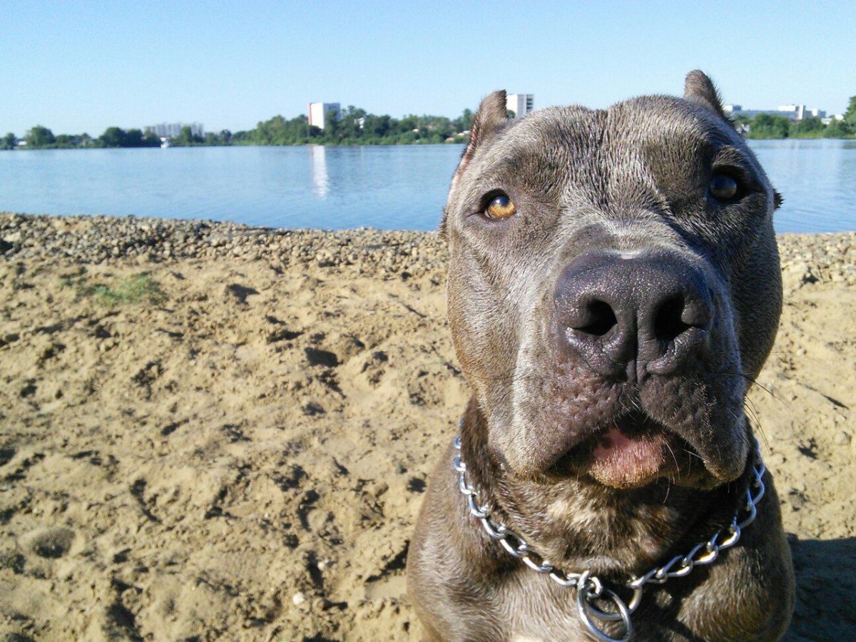 Амстафф щенки голубого окраса