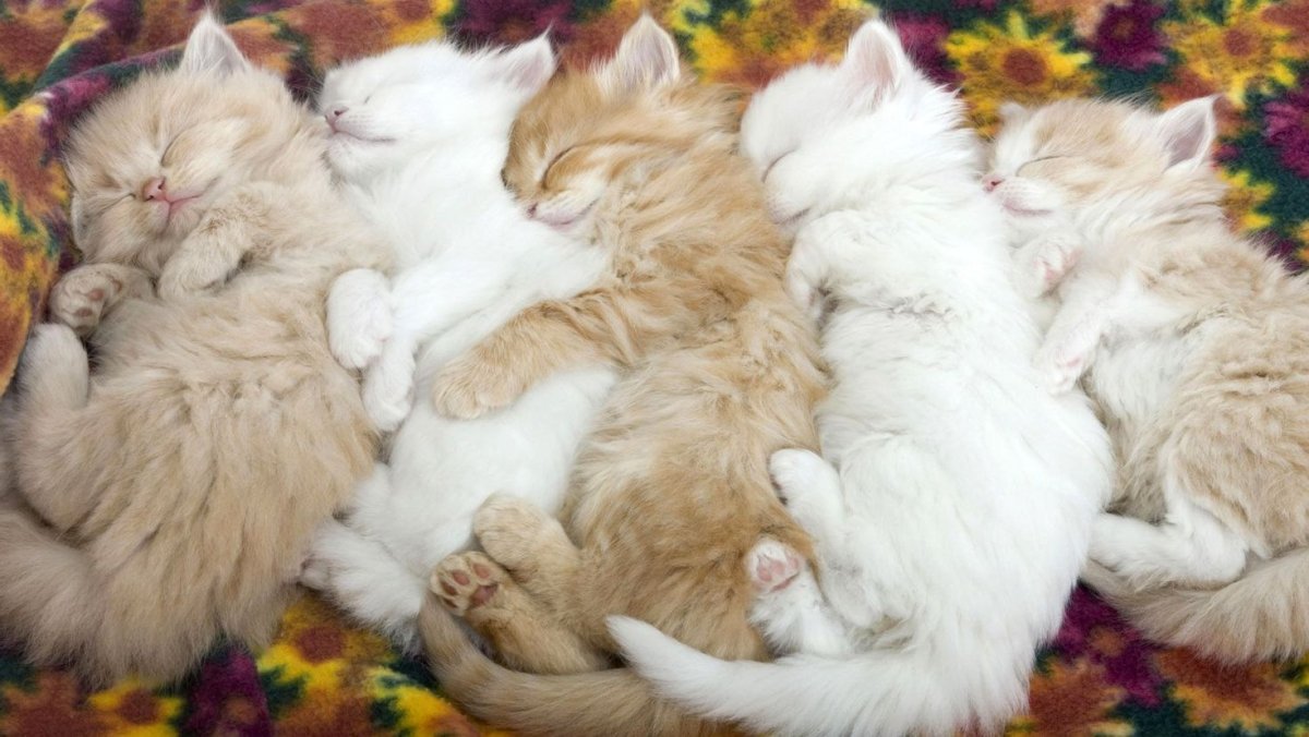 Много котят