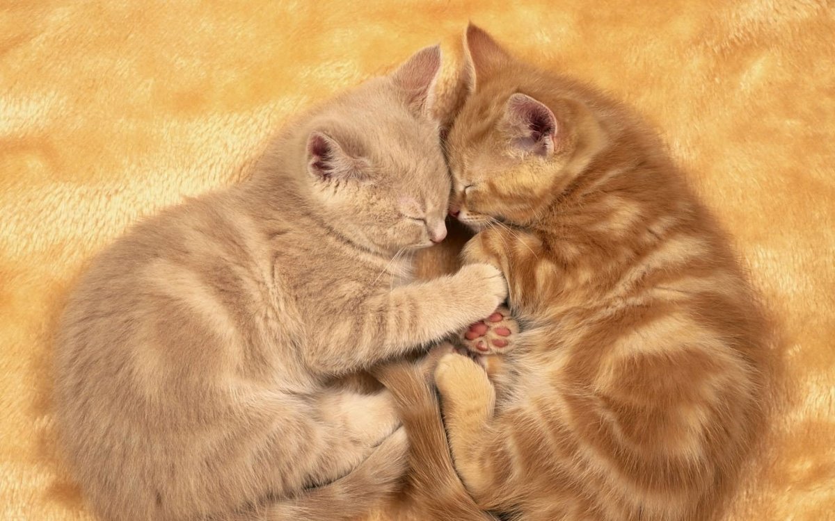 Котята в обнимку