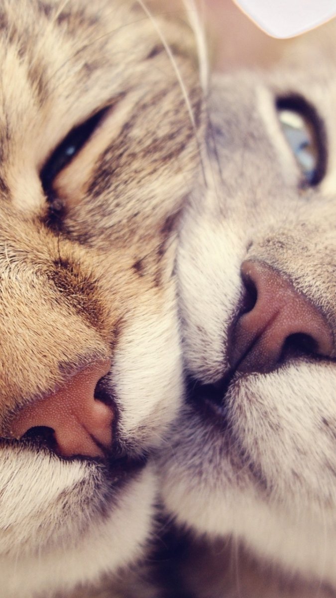 Влюбленные котики