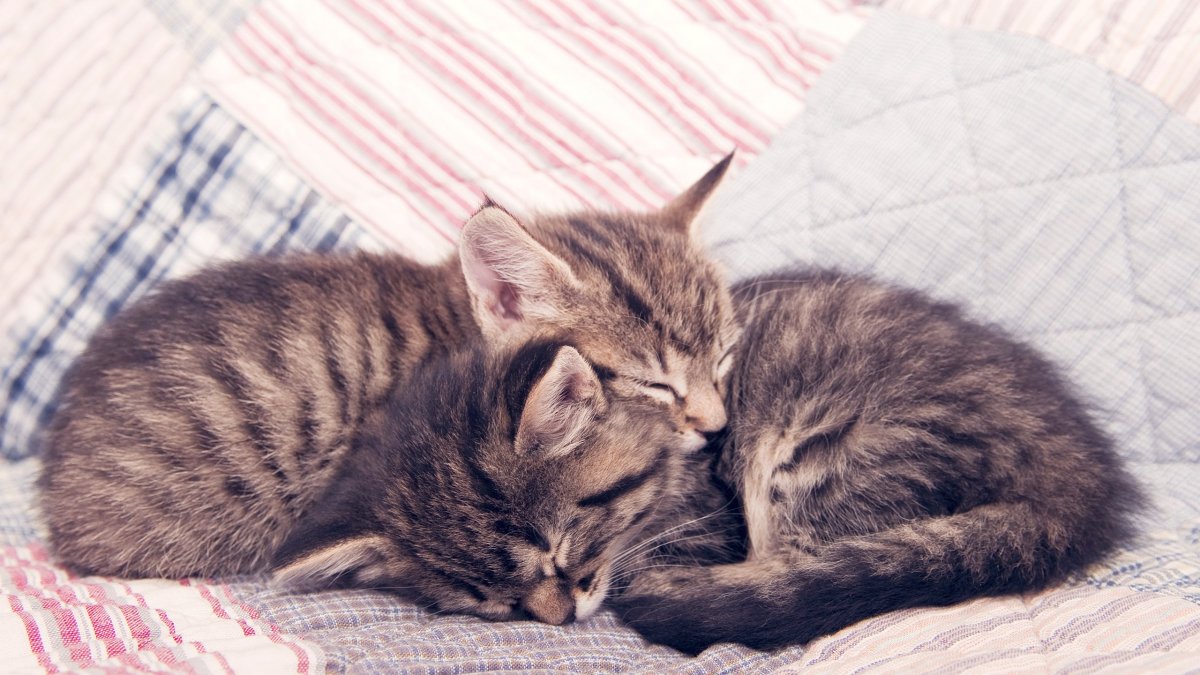 Нежные котята