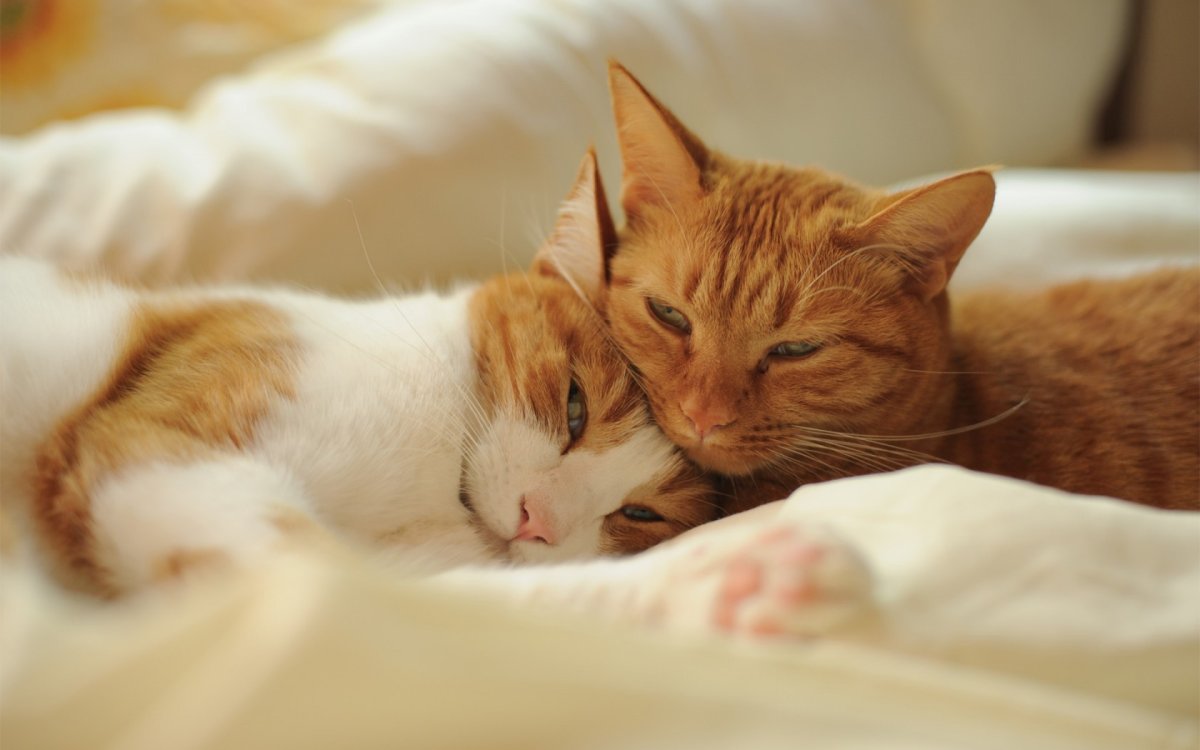 Романтичные котики