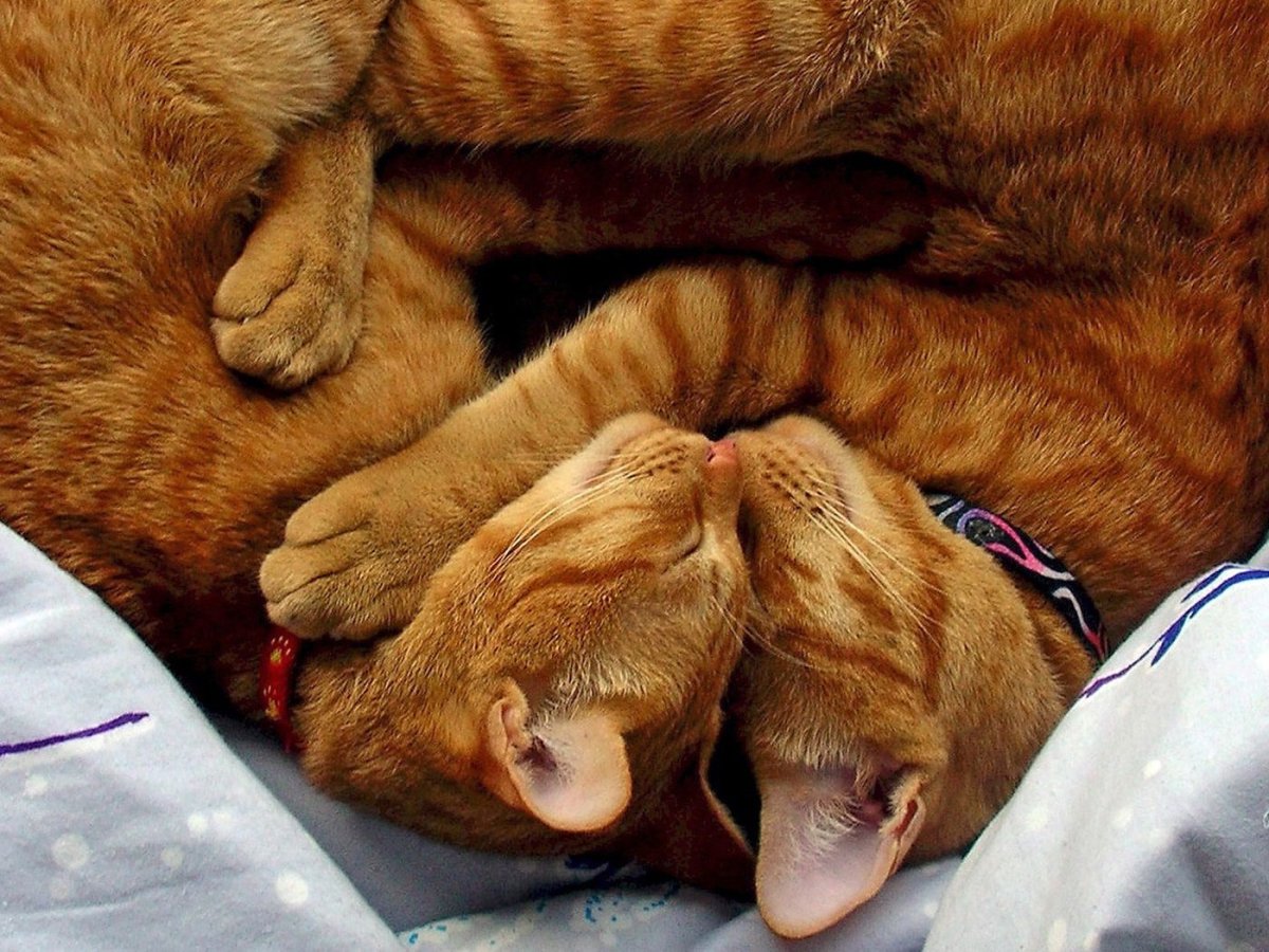 Животные спят в обнимку