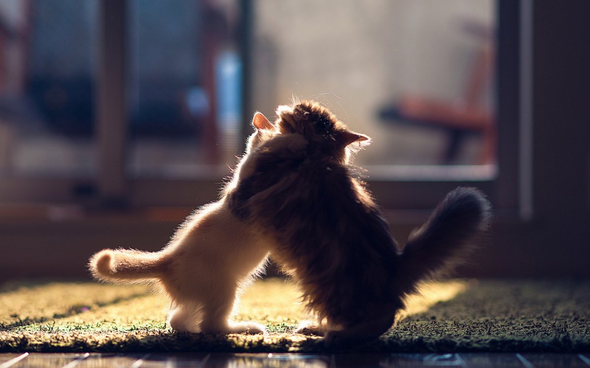 Удивительные кошки и собаки