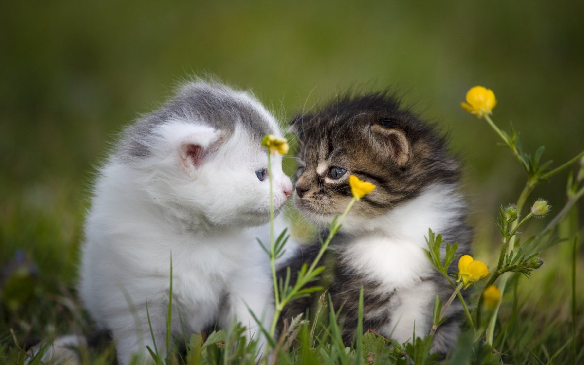 Два котенка