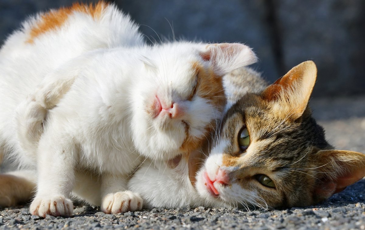 Влюбленные кошки