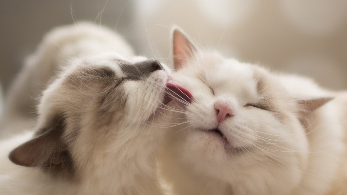 Котята дерутся