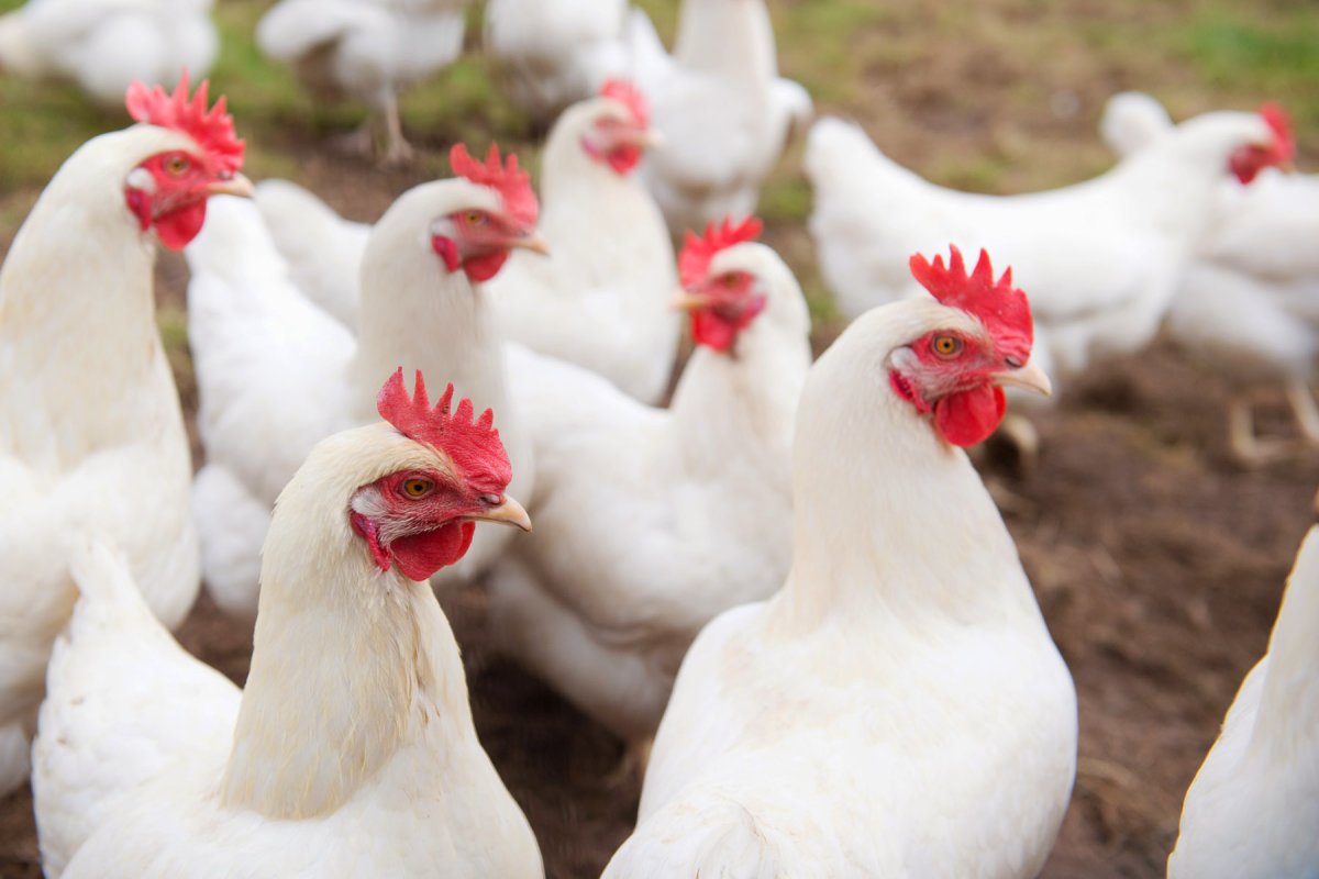 Куры несушки Северный Белгород