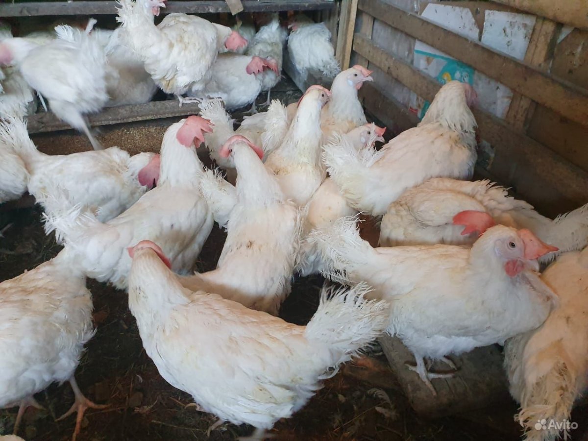 Хайсекс Ломан