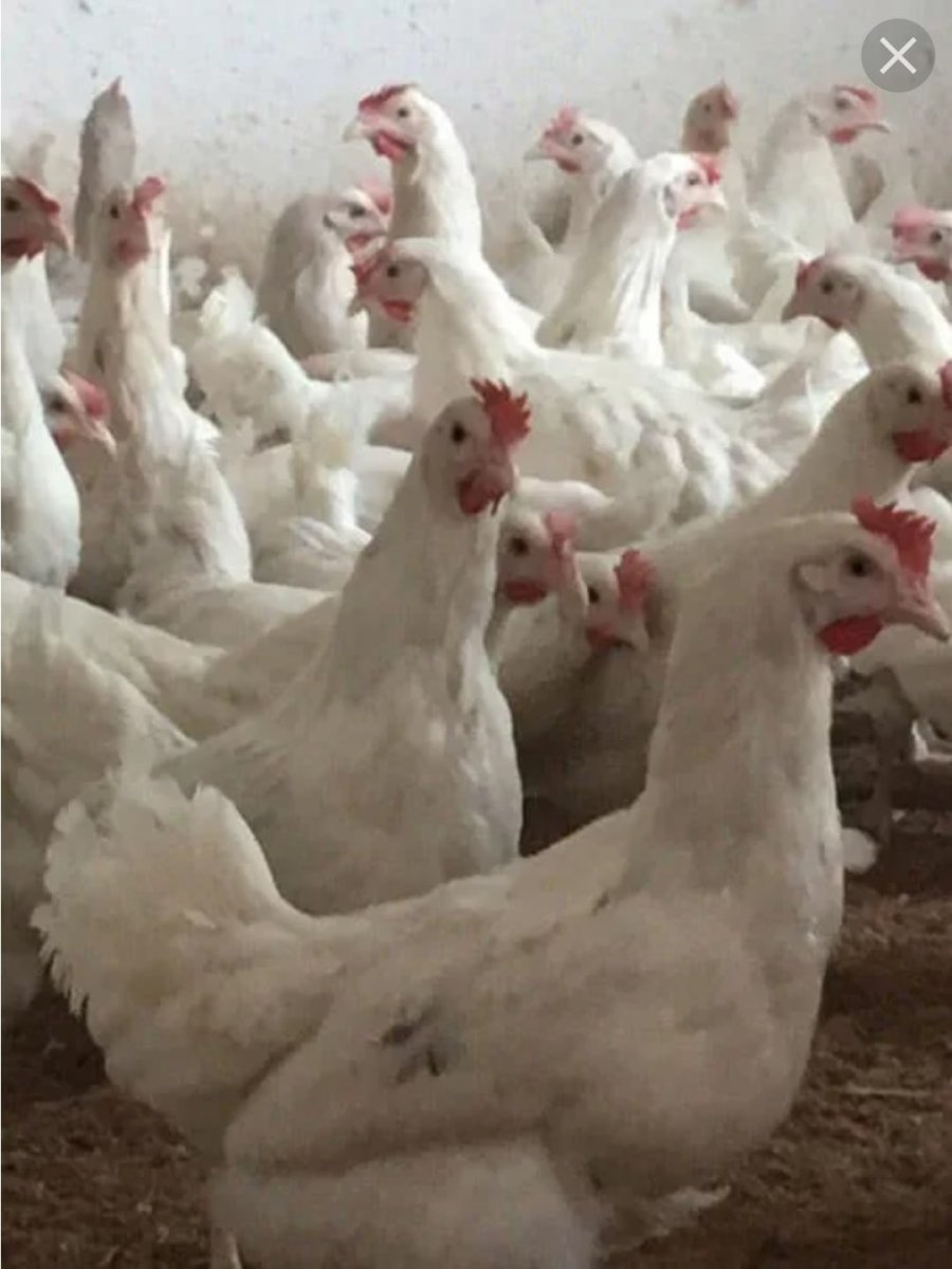 Куры несушки коралл ник