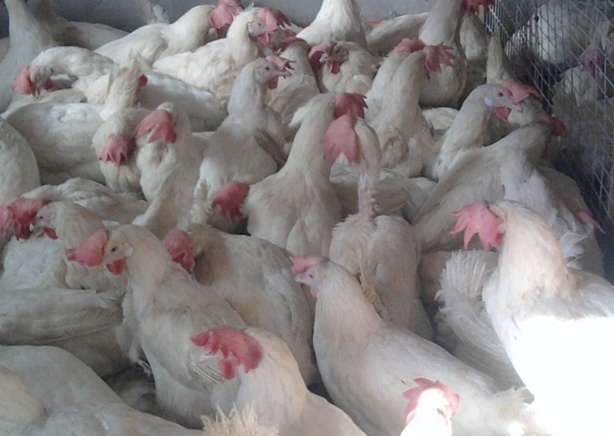 Куры несушки Ломан Уайт