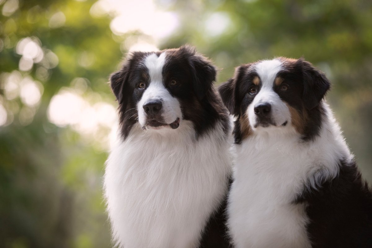 Алабай Путин Владимир Владимирович