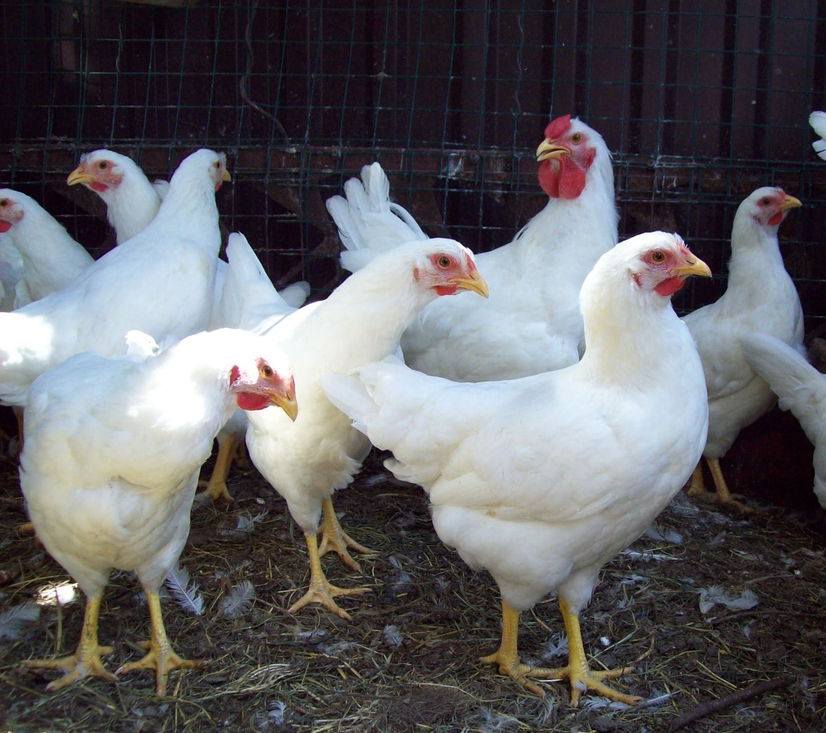 Куры несушки породы Ломан белый