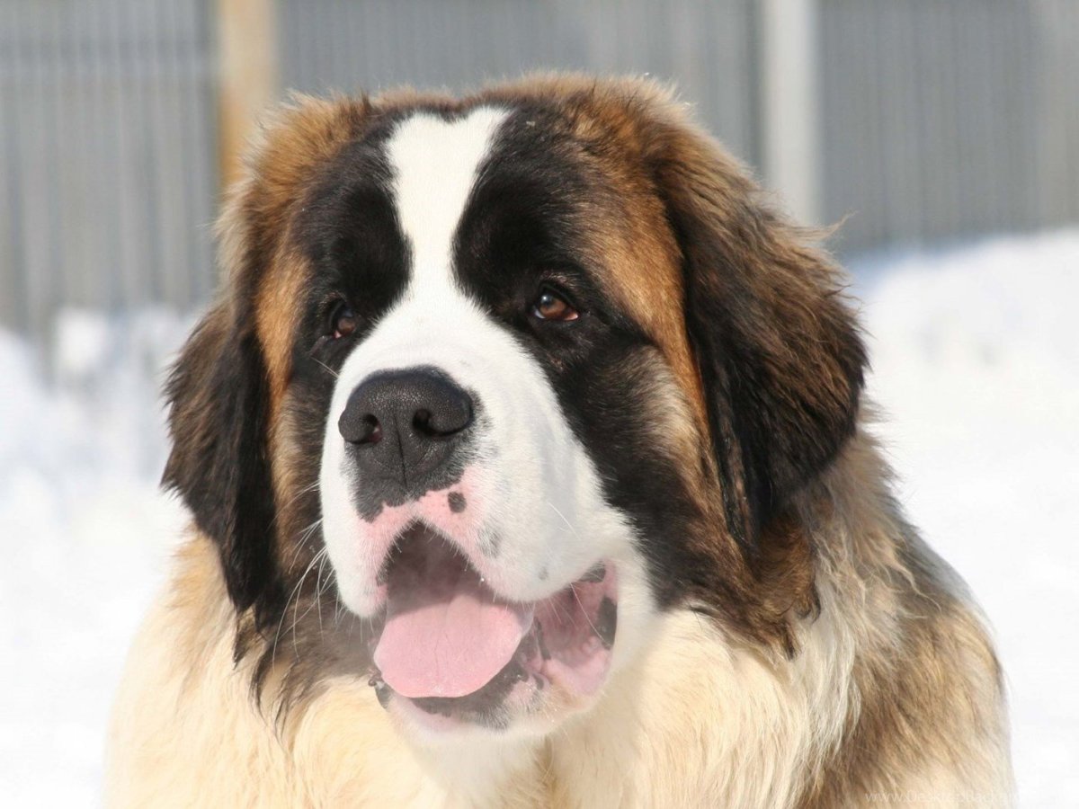 Сенбернар Бенедиктин