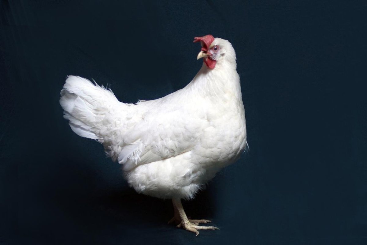 Куры Леггорн