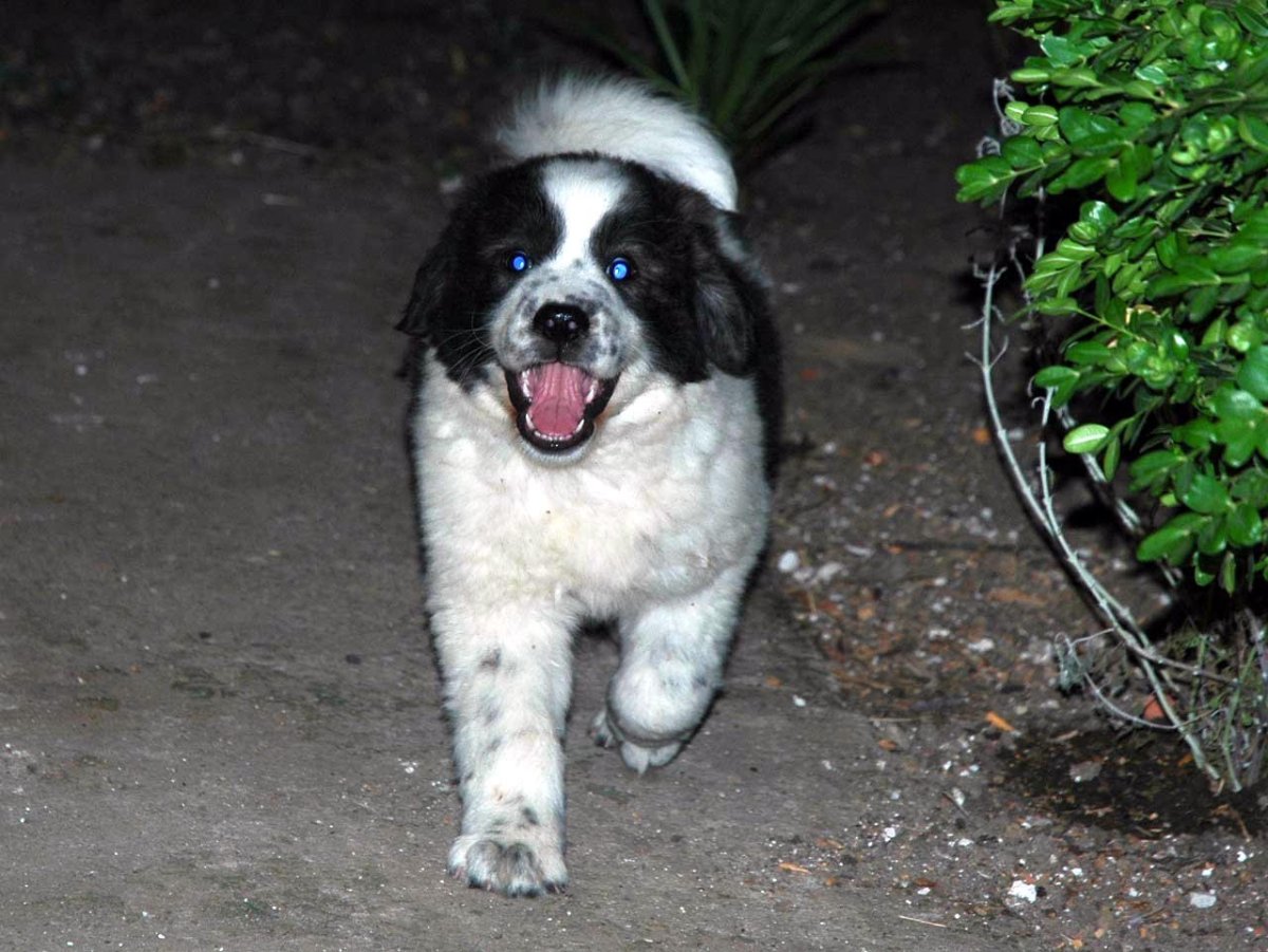 Московская сторожевая овчарка