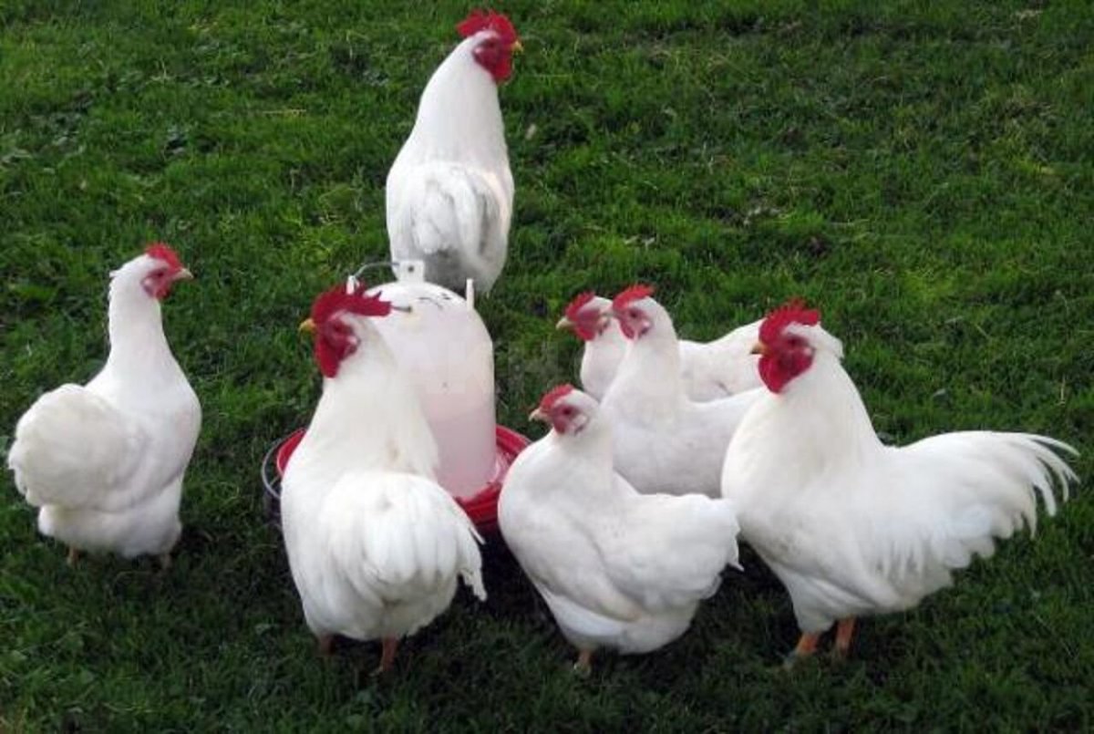 Ломан Уайт куры