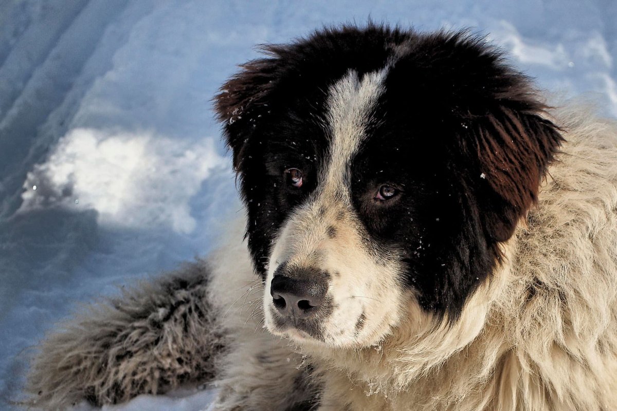 Бордер колли зимний