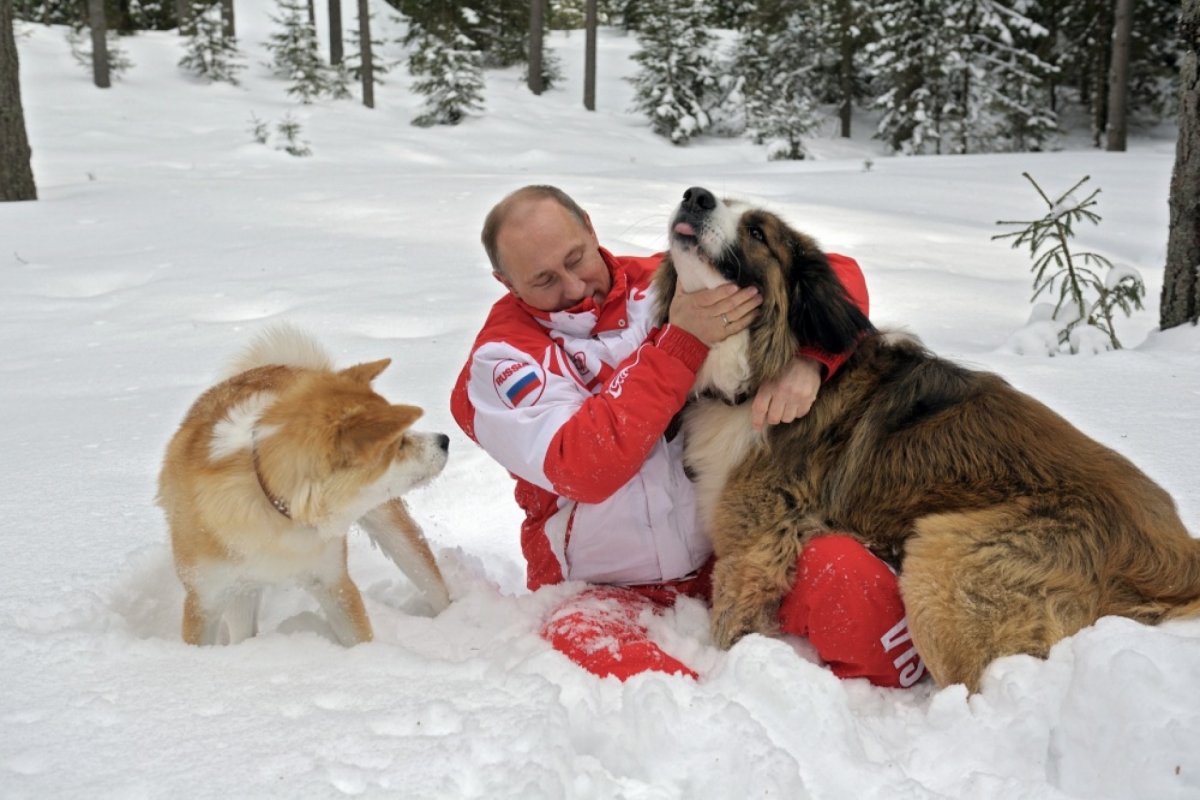 Собака Путина корги