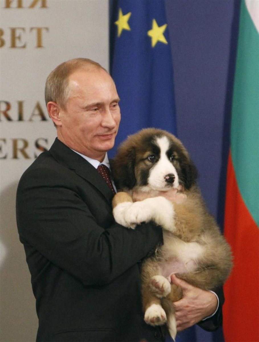 Бернский зенненхунд