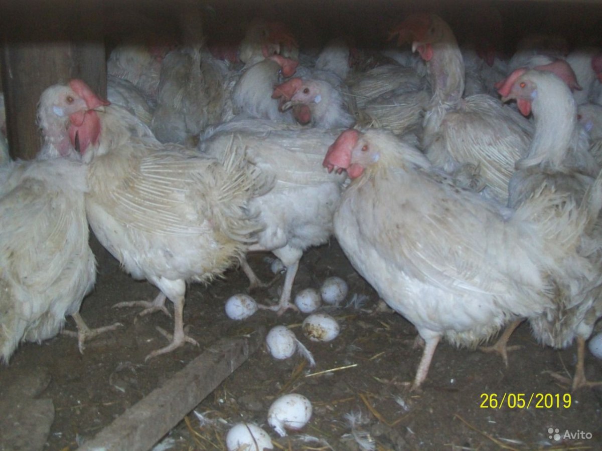 Куры несушки с большим гребнем