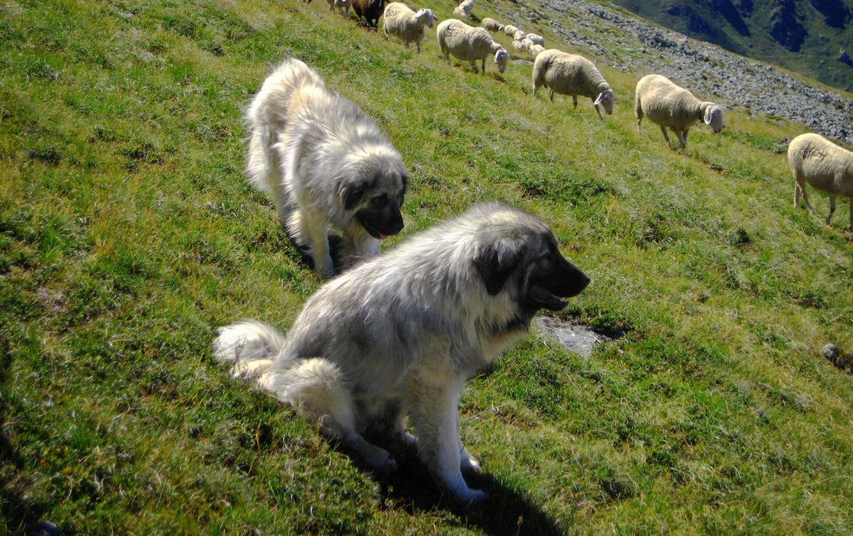Каракачанская овчарка гладкошерстная