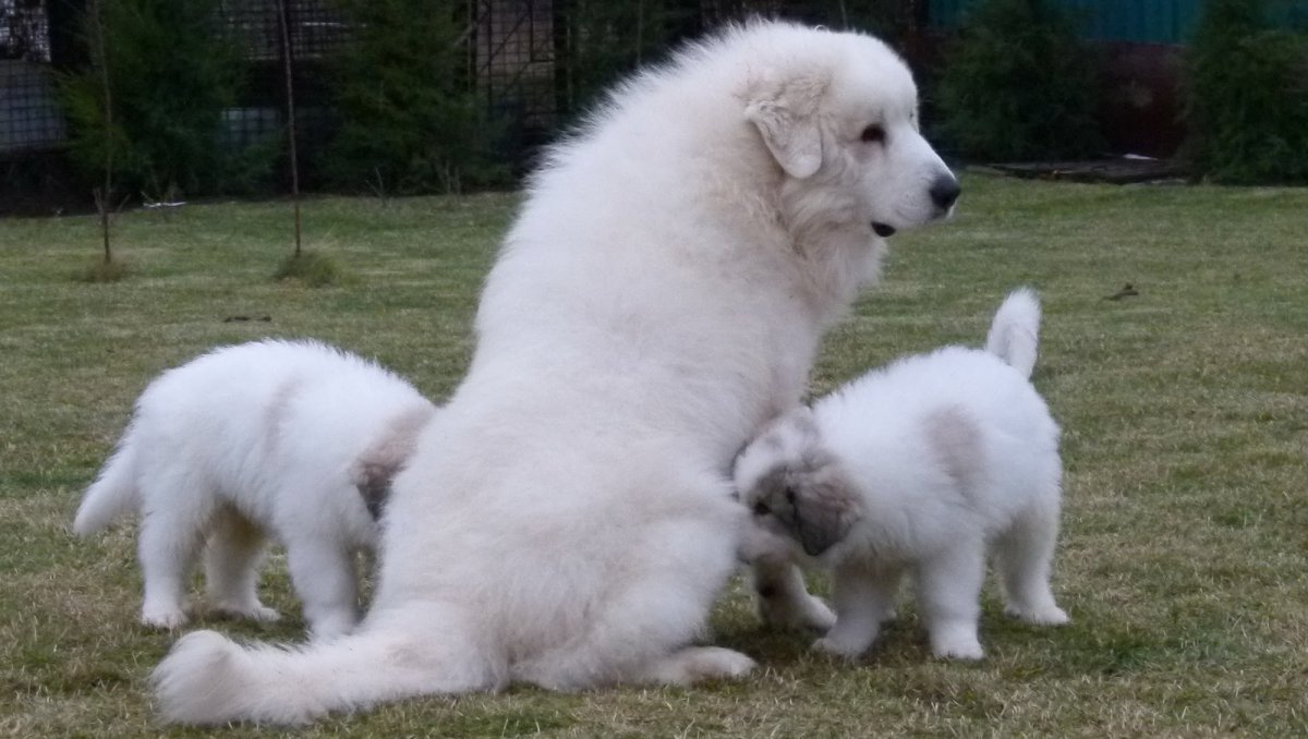 Каракачанская собака болгарская