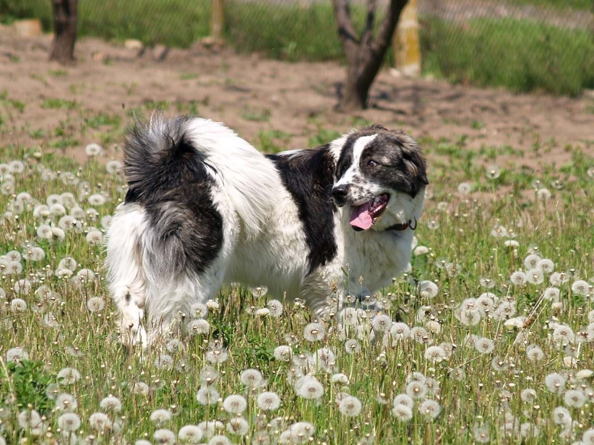 Rusuli Kavkasiuri nagazi