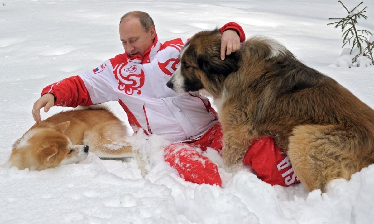 Каракачанская овчарка Путина