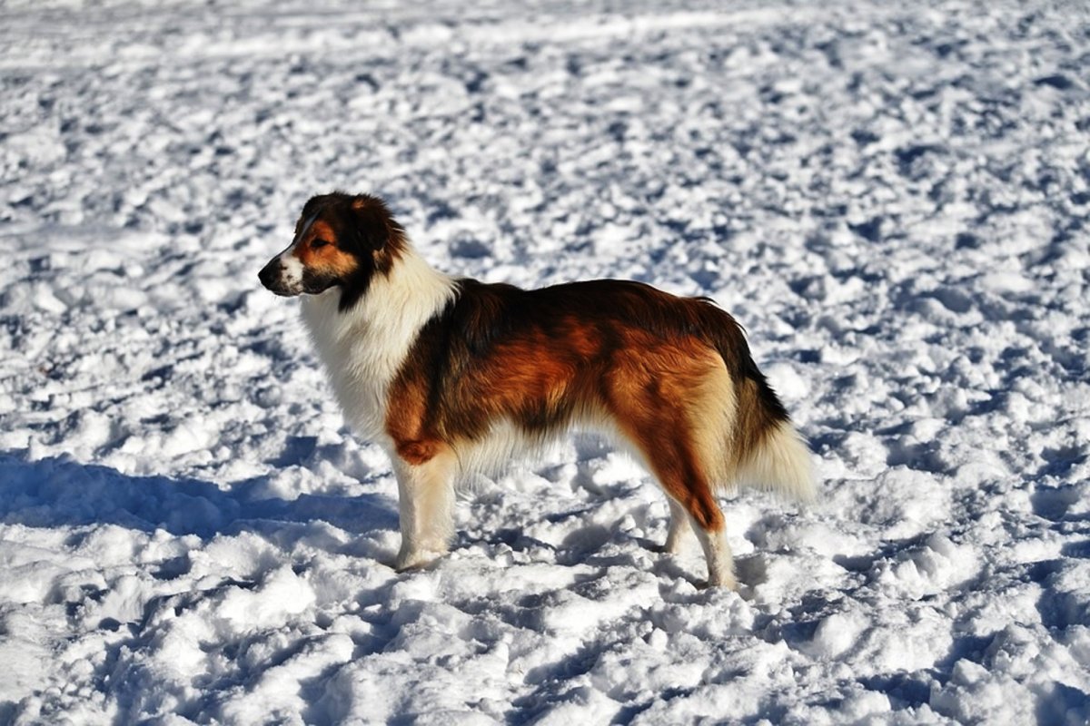 Щенок алабая Путина