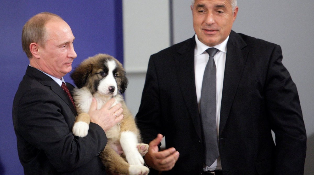 Ошейник для бордер колли