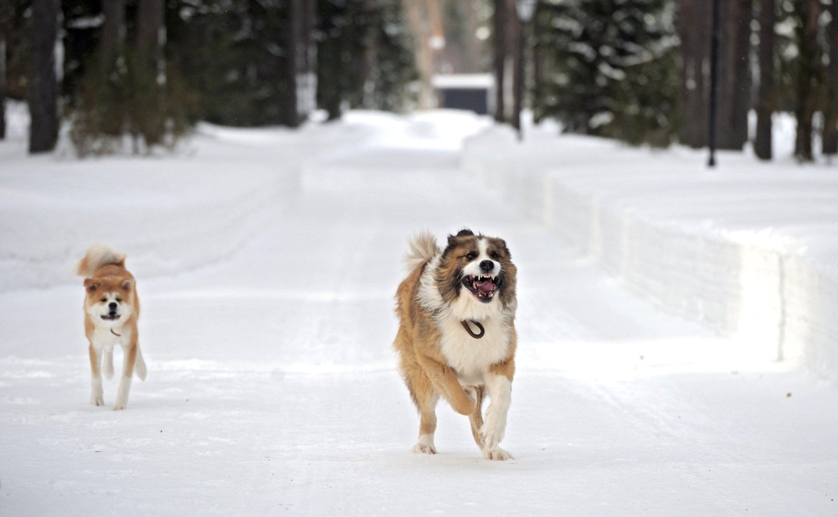 Длинношерстный Сенбернар