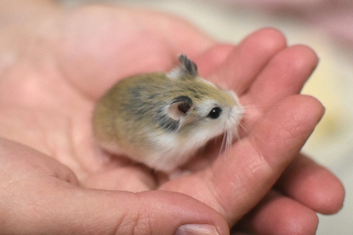 Хомячок роборовского