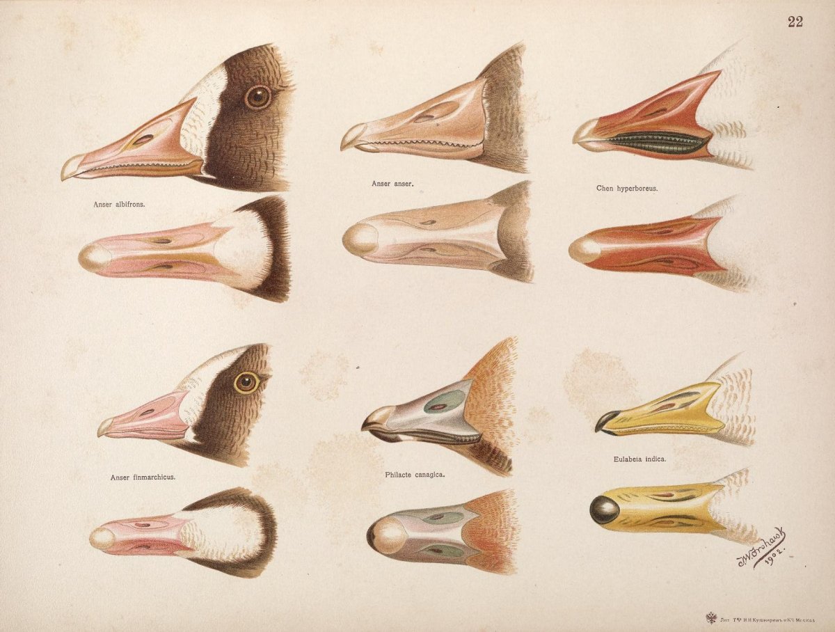 Четырехлапая утка