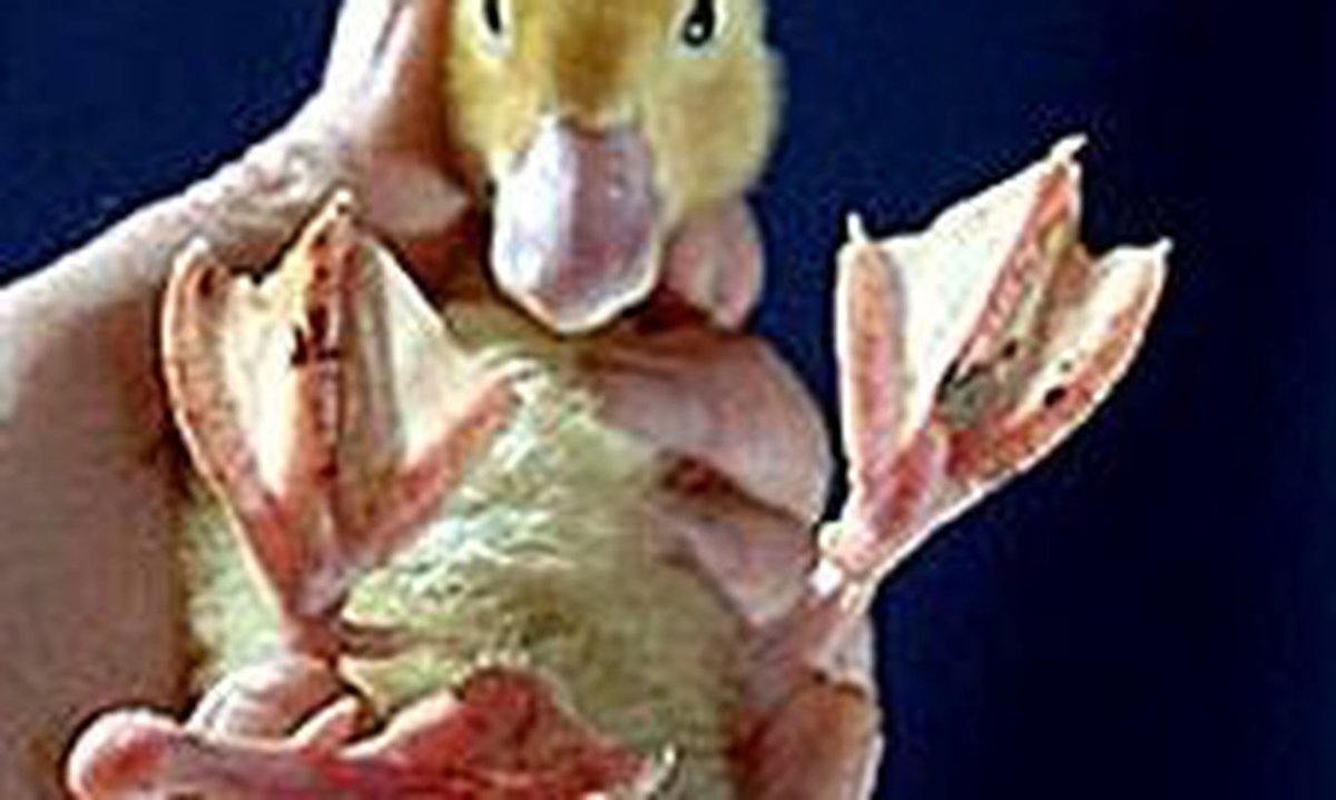 Утки мутанты