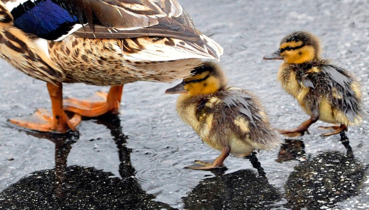 Утята под крылом
