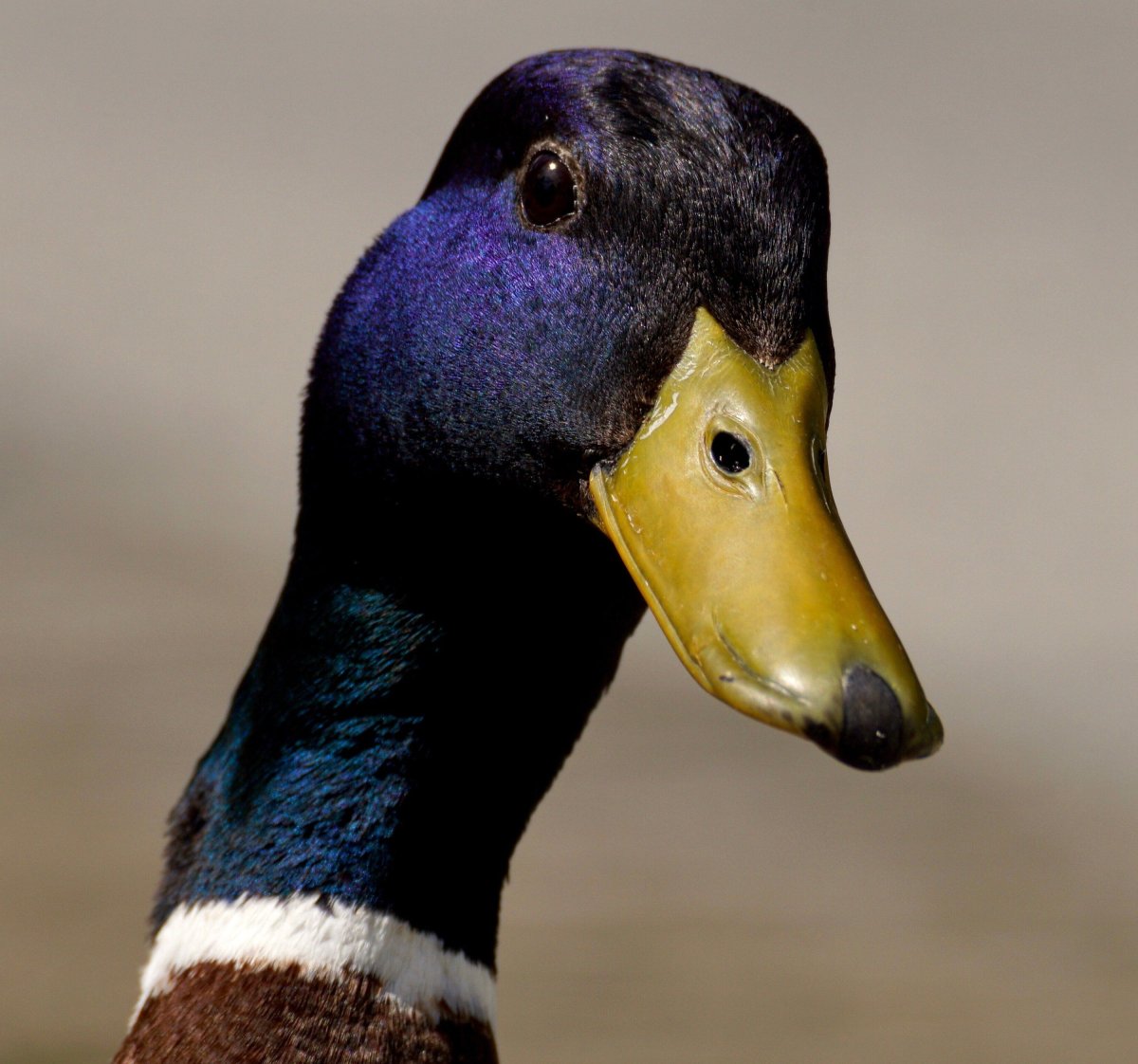 Лапы селезня